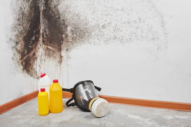 Professional Mold Removal in Pearland, TX