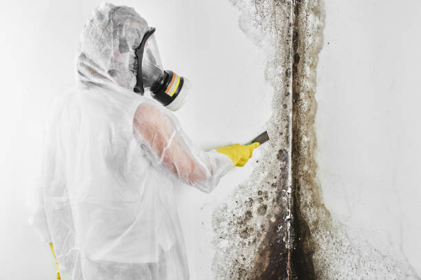 Best Mold Damage Repair  in Pearland, TX