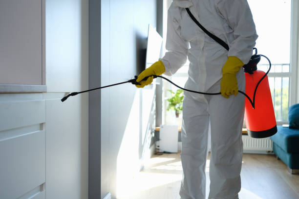 Best Office Mold Removal Services  in Pearland, TX