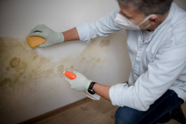 Mold Removal Process