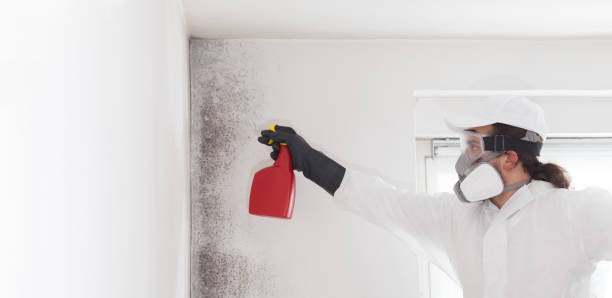 Best Local Mold Removal Service  in Pearland, TX