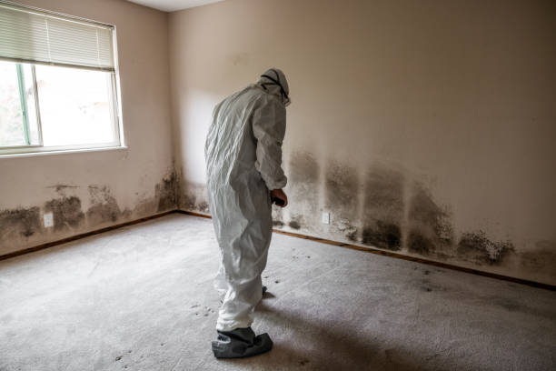 Best Mold Damage Repair  in Pearland, TX