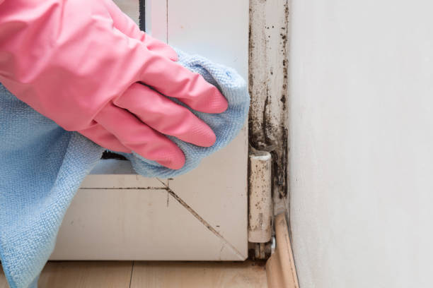 Home Mold Removal in Pearland, TX